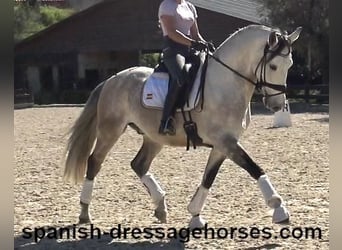 Lusitano, Ruin, 6 Jaar, 162 cm, Schimmel