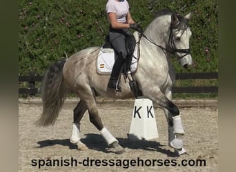 Lusitano, Ruin, 6 Jaar, 162 cm, Schimmel