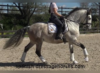 Lusitano, Ruin, 6 Jaar, 162 cm, Schimmel