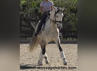 Lusitano, Ruin, 6 Jaar, 162 cm, Schimmel