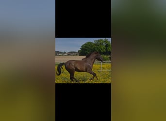 Lusitano, Ruin, 6 Jaar, 162 cm, Zwartbruin