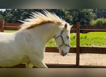 Lusitano, Ruin, 6 Jaar, 164 cm, Cremello