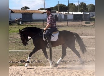 Lusitano, Ruin, 6 Jaar, 164 cm, Donkerbruin