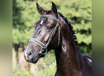 Lusitano, Ruin, 6 Jaar, 164 cm, Zwart