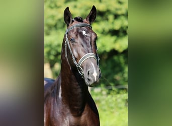 Lusitano, Ruin, 6 Jaar, 164 cm, Zwart