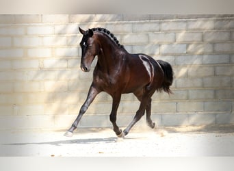 Lusitano, Ruin, 6 Jaar, 164 cm, Zwart