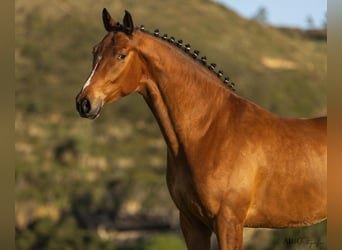 Lusitano Mix, Ruin, 6 Jaar, 165 cm, Bruin