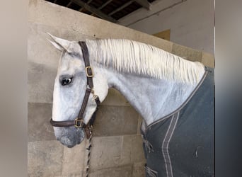 Lusitano, Ruin, 6 Jaar, 165 cm, Schimmel