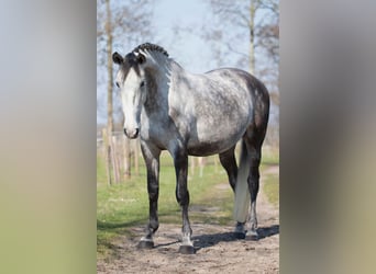 Lusitano, Ruin, 6 Jaar, 167 cm, Schimmel