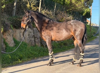 Lusitano, Ruin, 6 Jaar, 172 cm, Bruin
