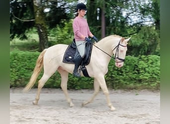 Lusitano, Ruin, 6 Jaar, Champagne