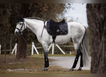 Lusitano, Ruin, 7 Jaar, 158 cm, Schimmel