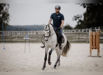 Lusitano, Ruin, 7 Jaar, 158 cm, Schimmel