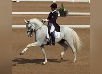 Lusitano, Ruin, 7 Jaar, 158 cm, Schimmel