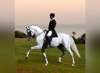 Lusitano, Ruin, 7 Jaar, 158 cm, Schimmel