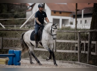 Lusitano, Ruin, 7 Jaar, 158 cm, Schimmel