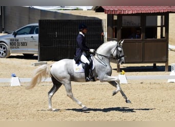 Lusitano, Ruin, 7 Jaar, 158 cm, Schimmel