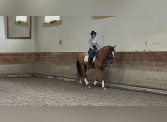 Lusitano, Ruin, 7 Jaar, 159 cm, Vos