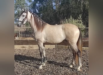 Lusitano, Ruin, 7 Jaar, 160 cm, Buckskin