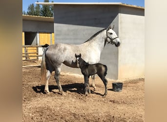 Lusitano, Ruin, 7 Jaar, 160 cm, Schimmel