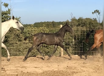 Lusitano, Ruin, 7 Jaar, 160 cm, Schimmel