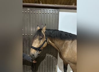 Lusitano, Ruin, 7 Jaar, 161 cm, Falbe
