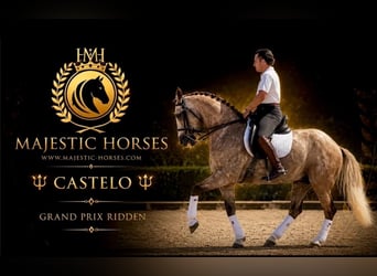 Lusitano, Ruin, 7 Jaar, 163 cm, Appelschimmel