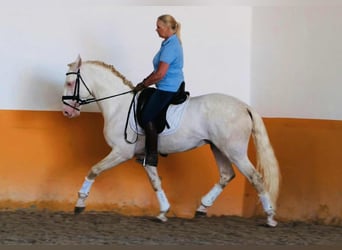 Lusitano, Ruin, 7 Jaar, 163 cm, Cremello