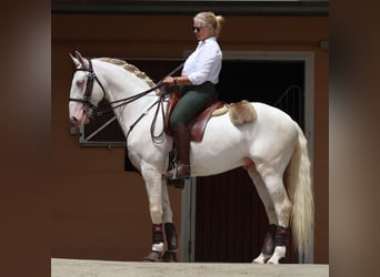 Lusitano, Ruin, 7 Jaar, 163 cm, Cremello