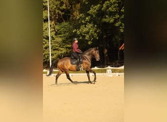 Lusitano, Ruin, 7 Jaar, 164 cm, Donkerbruin