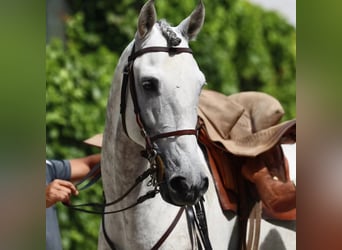 Lusitano, Ruin, 7 Jaar, 165 cm, Appelschimmel