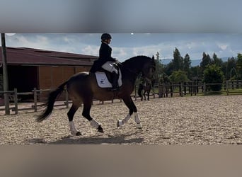 Lusitano, Ruin, 7 Jaar, 165 cm, Falbe