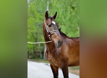 Lusitano, Ruin, 7 Jaar, 168 cm, Roodbruin