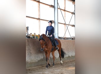 Lusitano, Ruin, 7 Jaar, 170 cm, Bruin