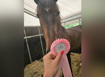 Lusitano, Ruin, 7 Jaar, Roodbruin