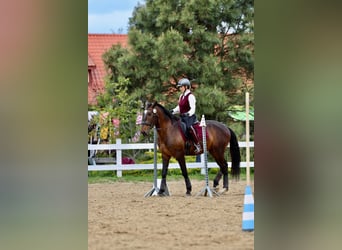 Lusitano, Ruin, 7 Jaar, Roodbruin
