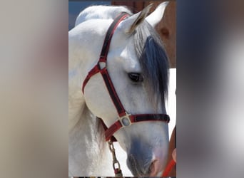 Lusitano, Ruin, 8 Jaar, 154 cm, Schimmel