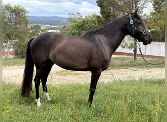 Lusitano, Ruin, 8 Jaar, 155 cm, Zwart