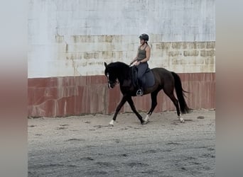 Lusitano, Ruin, 8 Jaar, 155 cm, Zwart