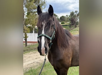 Lusitano, Ruin, 8 Jaar, 155 cm, Zwart