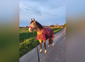 Lusitano Mix, Ruin, 8 Jaar, 157 cm, Falbe