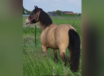 Lusitano Mix, Ruin, 8 Jaar, 157 cm, Falbe