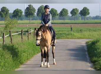 Lusitano Mix, Ruin, 8 Jaar, 157 cm, Falbe