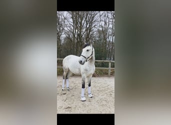 Lusitano, Ruin, 8 Jaar, 157 cm, Schimmel