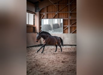 Lusitano, Ruin, 8 Jaar, 159 cm, Bruin