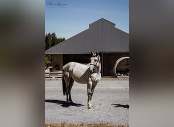 Lusitano, Ruin, 8 Jaar, 160 cm, Schimmel