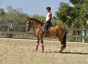 Lusitano, Ruin, 8 Jaar, 163 cm, Falbe