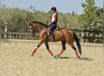 Lusitano, Ruin, 8 Jaar, 163 cm, Falbe