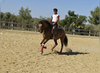 Lusitano, Ruin, 8 Jaar, 163 cm, Falbe