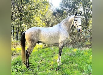 Lusitano, Ruin, 8 Jaar, 163 cm